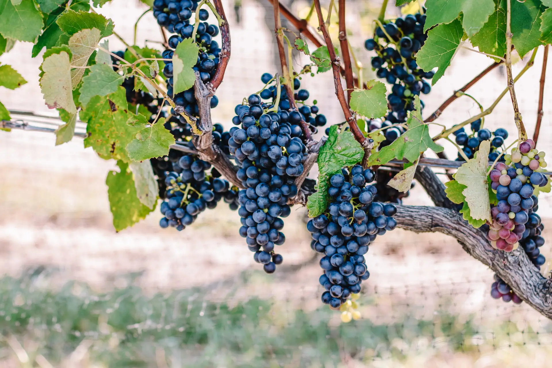 Hawk Haven Vineyard & Winery